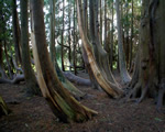 thumb thuja